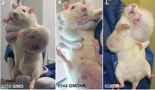 222506-rat-tumors-from-gmos2